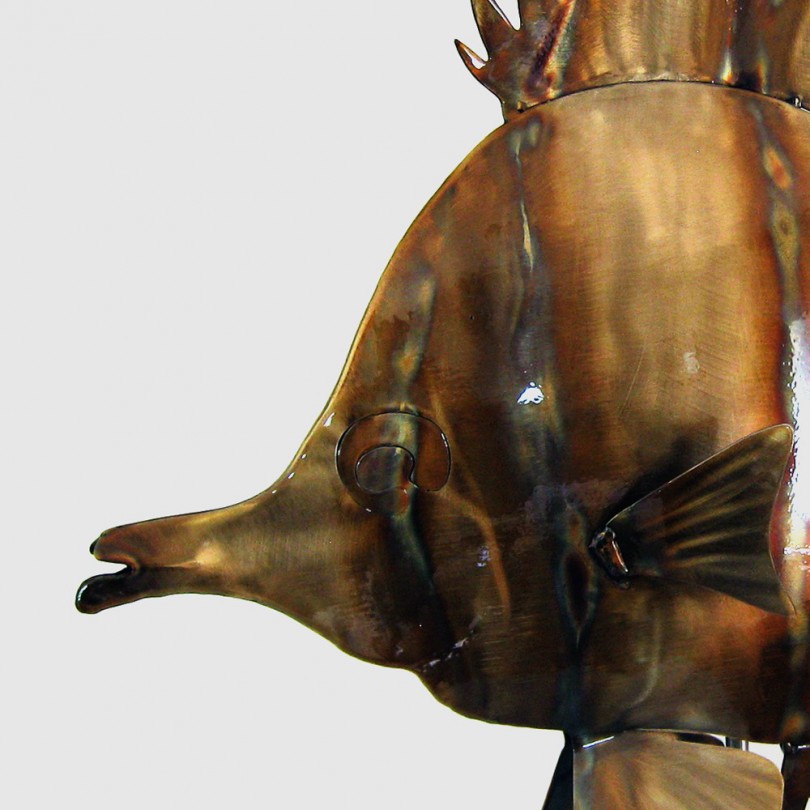 Merou flower - Grouper Merou flower - Grouper