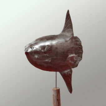 Mola Mola - Poisson lune